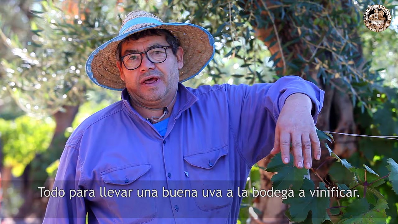 Vendimiar es vivir | La historia de Omar en Familia Furlotti