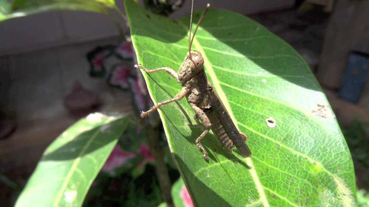 brown grasshopper