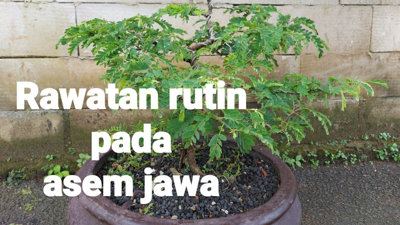 perawatan Bonsai asem jawa/tamarindus indica