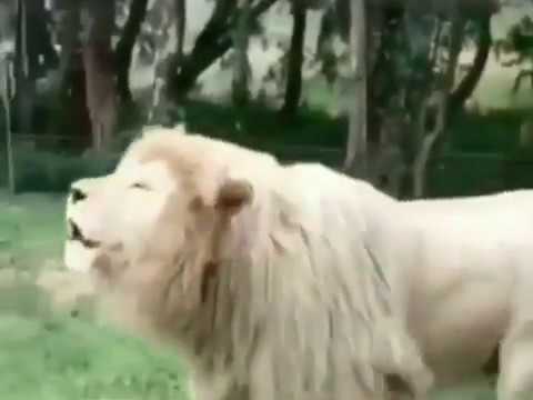 Leão cantando música