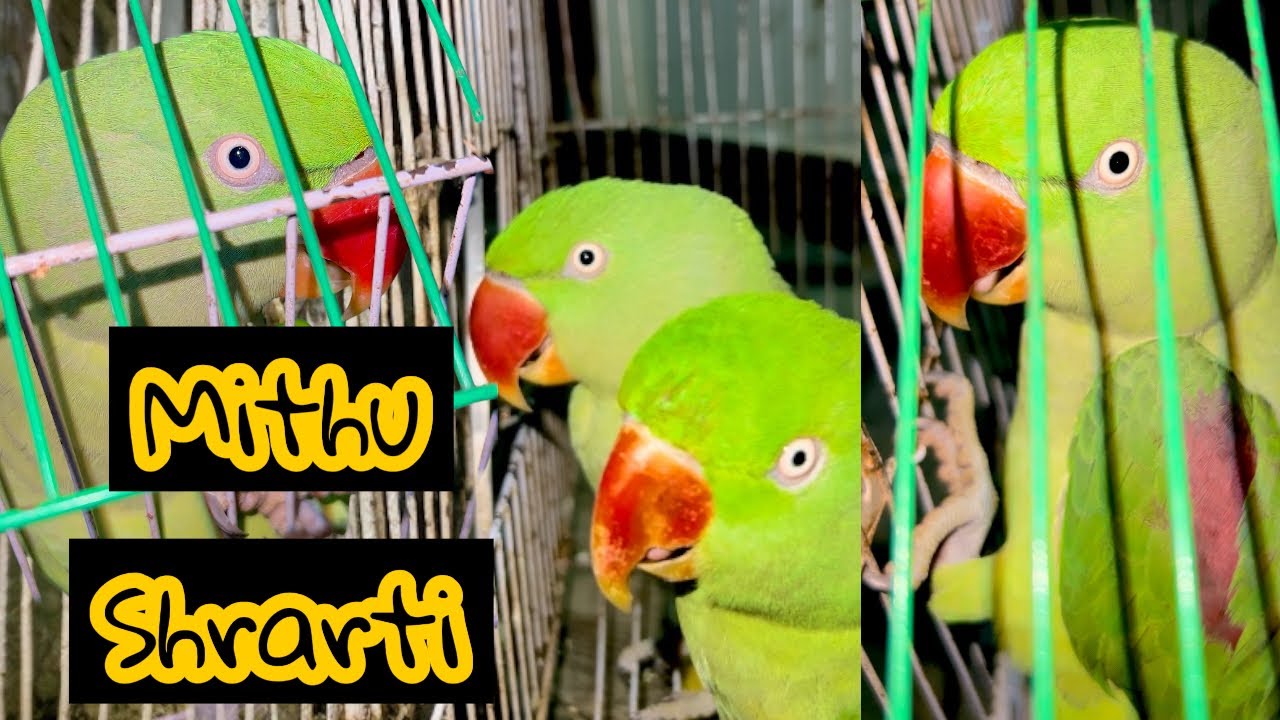 [ Mithu Fight For Food 😜 ] Mithu Training To Talking🥰 Shrarti Mithu 🥳 ...