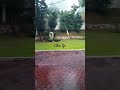 Raining time short asmrsounds asmr raining weather