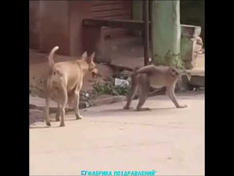 Понимаю, ты умственно отсталый!?