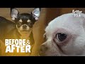 0 or 100, There Is No In Between In These Dogs' Friendship  | Before & After Makerover Ep 15