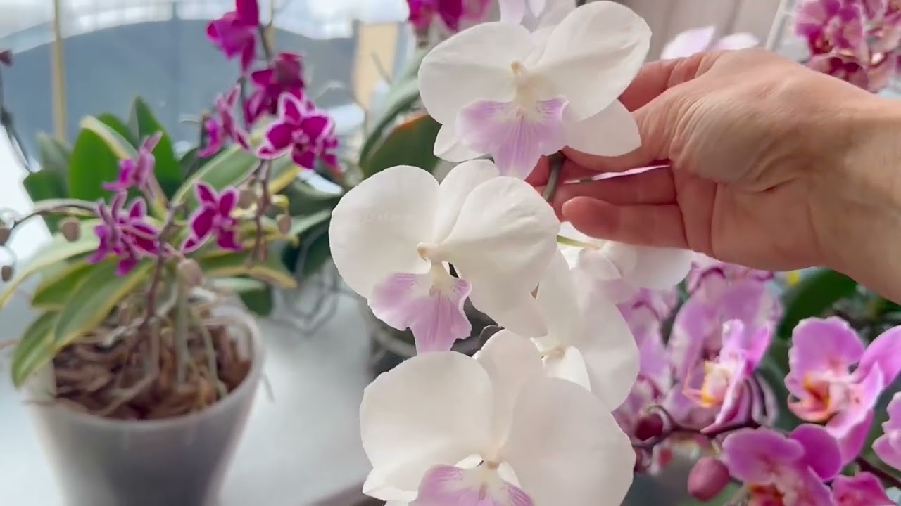 Орхидеи на балконе 