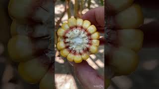 Estimating Corn Maturity: Top Crop Agronomy Updates