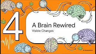 CB1 Receptor Availability: How Cannabis Alters Brain Signaling