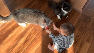 赤ちゃんから次々とプレゼントされる猫　ノルウェージャンフォレストキャット　Cats given one after another by babies