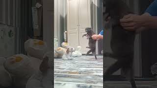 #коттанцует #рукопашка #боковойсноги #слоктя #14июля #2025