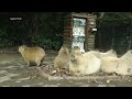 Baby Capybaras Can Be SO Annoying Syrup Cream Milk