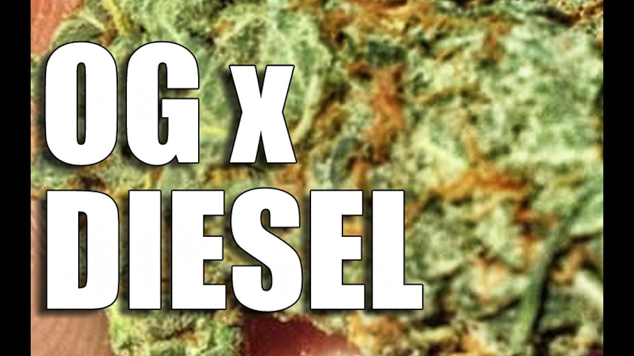 G-13, OG DIESEL + MORE | CANNA HAUL #8
