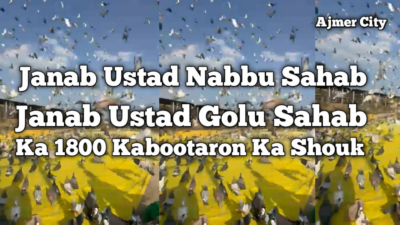 Janab Ustad Nabbu Sahab Ke 1800 Kabootaron Ka Shouk || 2626 kabootaron ki tayyari chal rahi hai