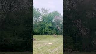 Deer in rain #nature #deerfield #deerrun #lifeisbutadream