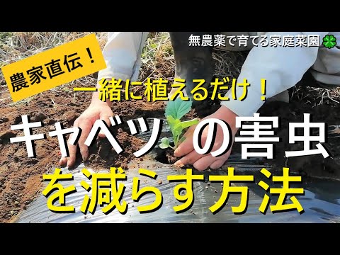 キャベツの育て方 コンパニオンプランツ 混植で害虫対策 有機農家直伝 無農薬で育てる家庭菜園 22 4 2 Youtube