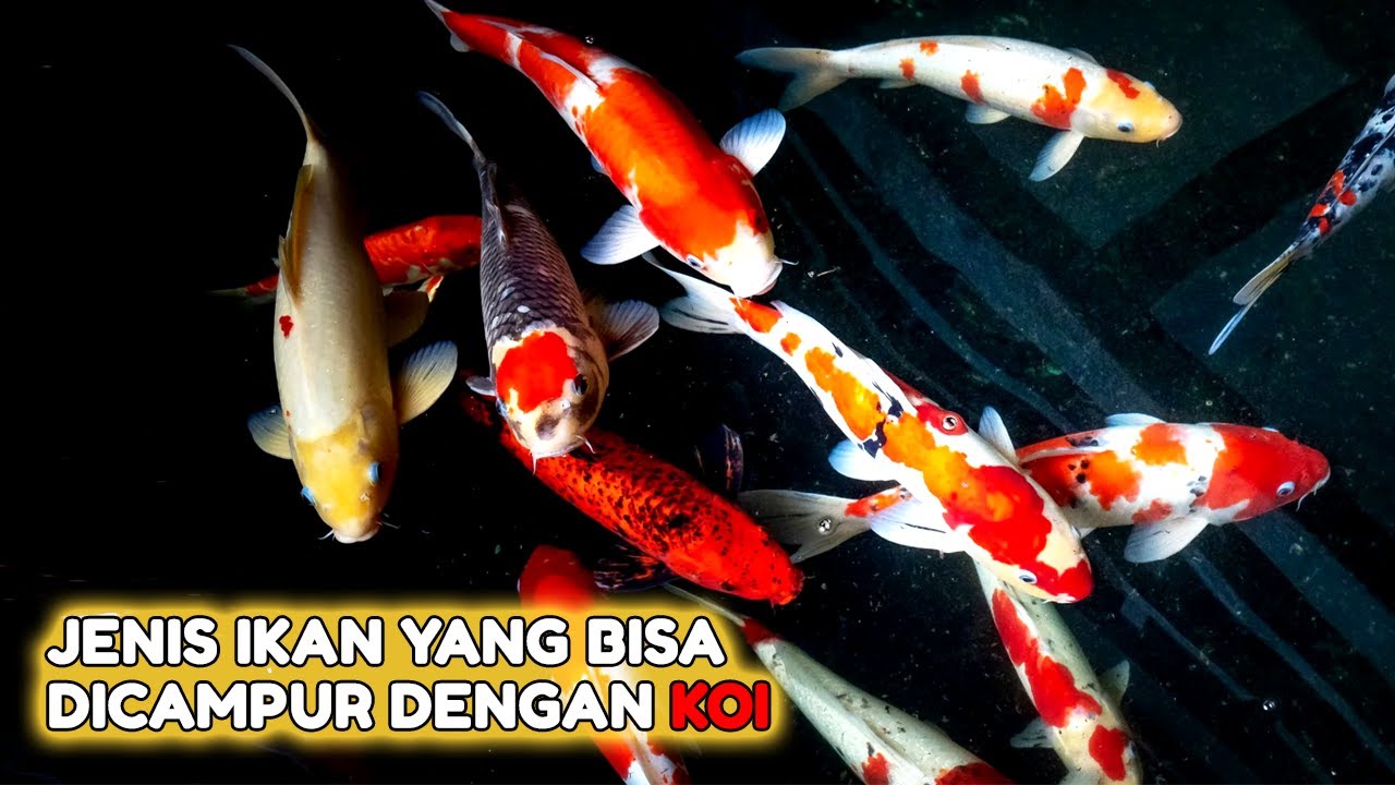 5 Jenis ikan yang bisa dicampur dengan ikan koi — Transcript