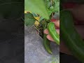 Harvest tayo sili #shorts #asmr #shorts #harvest #sili #garden #backyard #youtubeshorts