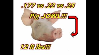 .177 vs .22 vs .25cal (12FPE) Airgun Pellet Test!!!
