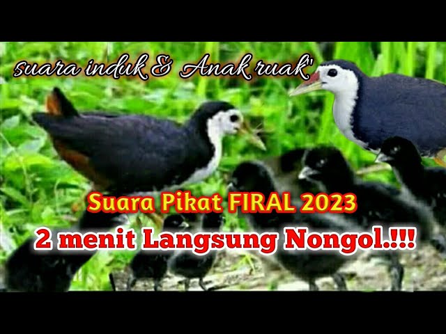 2 menit langsung nongol[]suara pik at induk & anak ruak"