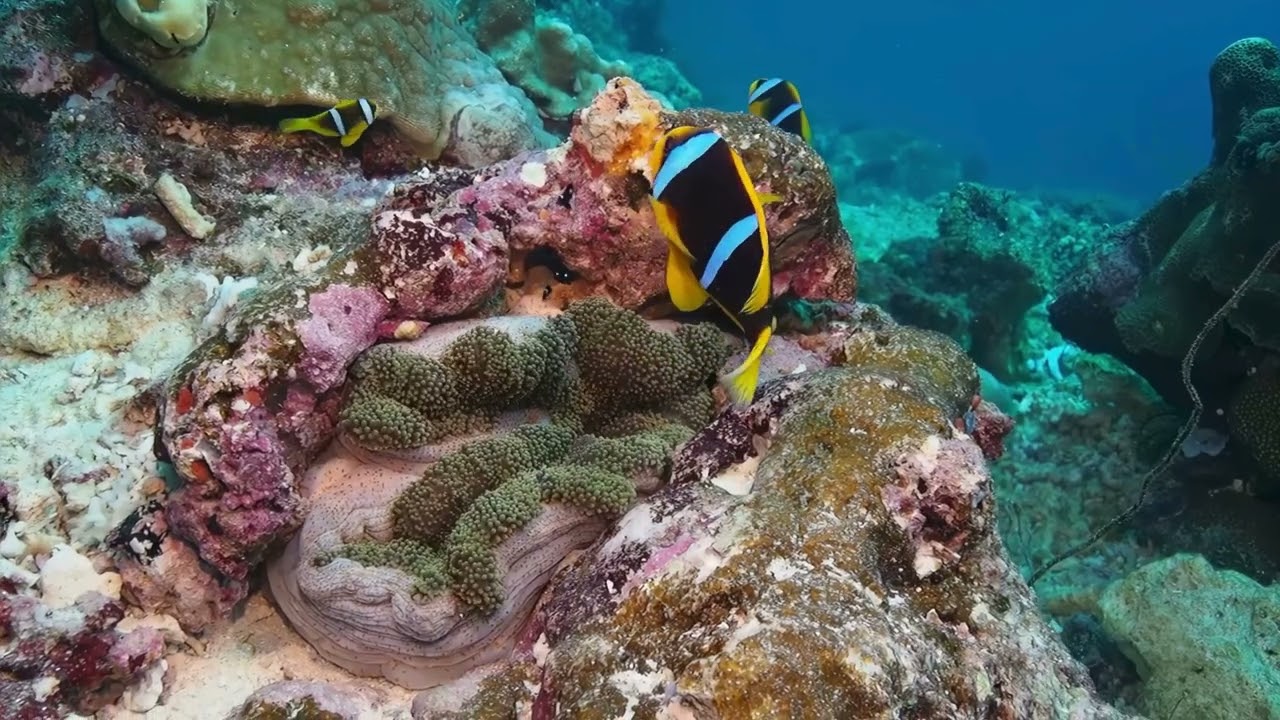 Redsea - červené more - čo vidieť pod hladinou