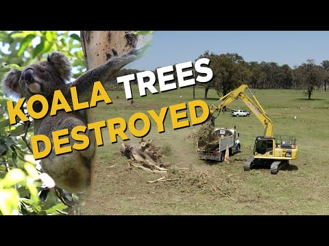 Lendlease destroying koala habitat in western Sydney