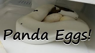 Celebrity Ball Pythons: Pandas in the making Profile