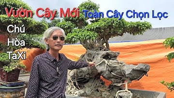 Cùng GÃ ĐẦU BẠC thăm & CHIÊM NGƯỠNG TỔNG THỂ vườn cây mới của chú HÒA TAXI - TT Văn Giang - HY .