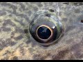 IFISHTV Murray Cod Mulwala