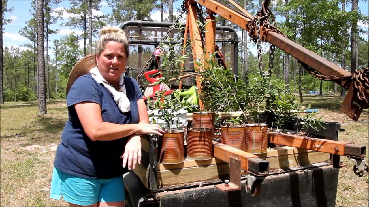 Live Oaks from scratch on the homestead YouTube