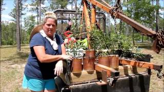 Live Oaks from scratch on the homestead