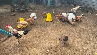 Waktu makan induk dan Anak-anak Ayam