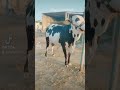 #cattle #cattlefarm #cattleyard #cow