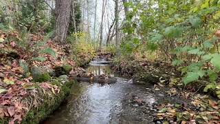 Beautiful Autumn Forest Stream | Water Flowing | Relaxing Nature Video