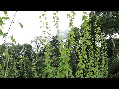 Vídeo: Espaçamento da planta de lúpulo: quais são os requisitos de espaçamento para o lúpulo