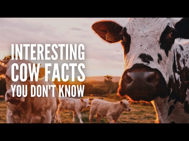 30 Fun Facts About Highland Cows, Highland Cow Facts, highland 