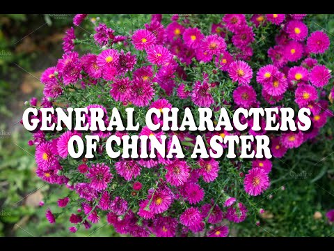 Video: Annual Aster. Part 4