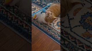 Crazy Cat attack