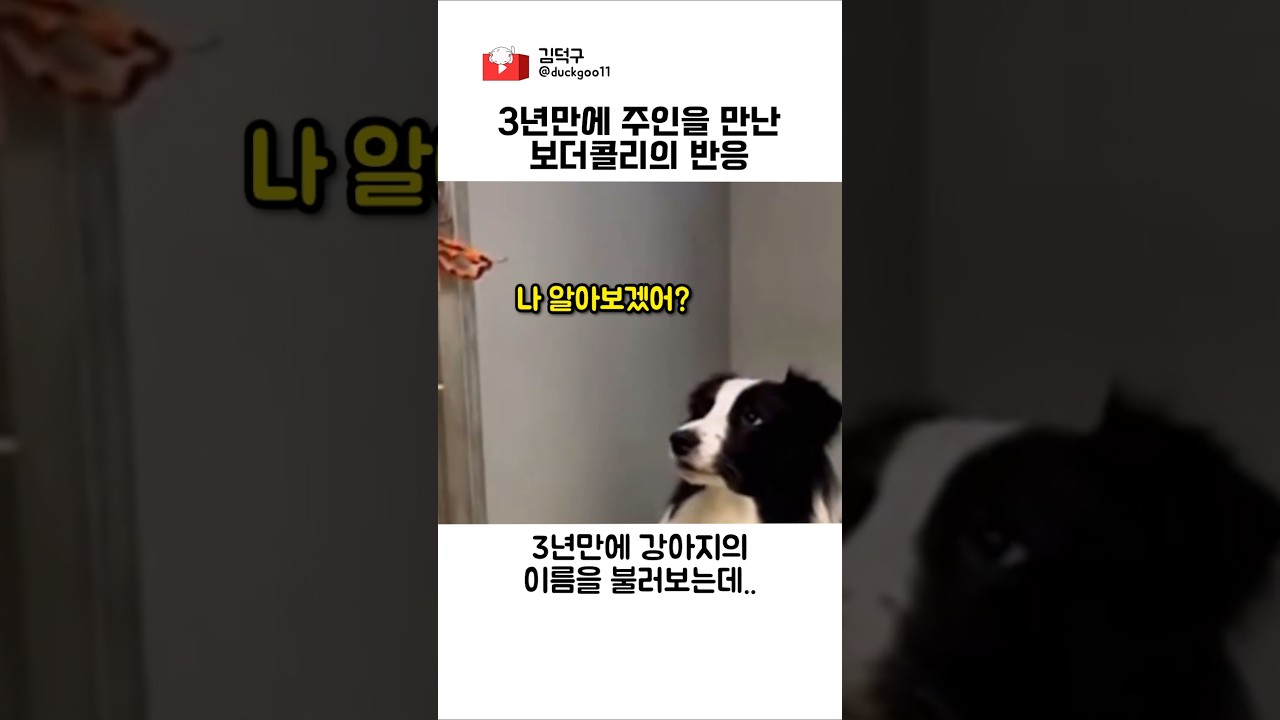 3년만에 주인을 만난 보더콜리 반응