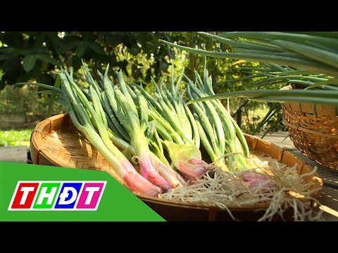 Video Công dụng của hành lá | Rau củ diệu kỳ - 11/1/2021 |... - youtube