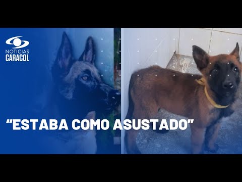 Video: Perro Adoptable de la Semana - Foxy