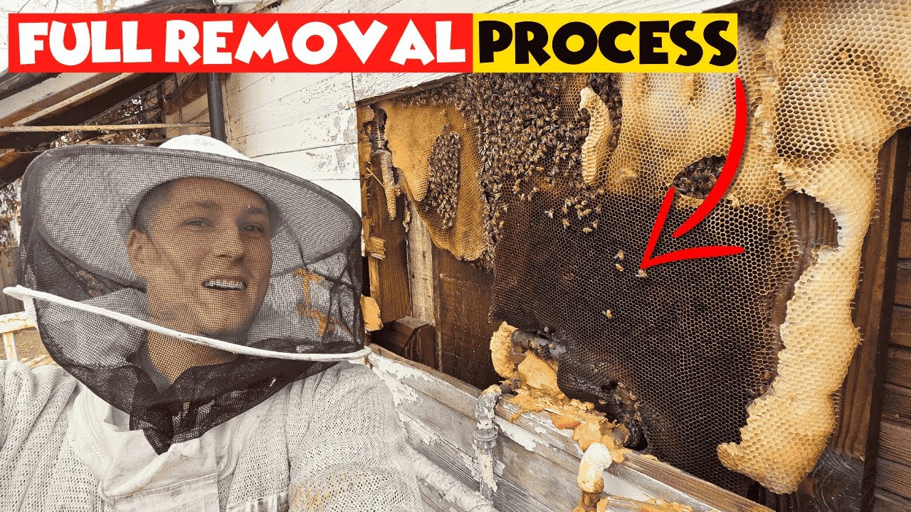 Bee Removal & Relocation in Colony Set by Step 🔥| Best Bee Relocation ...