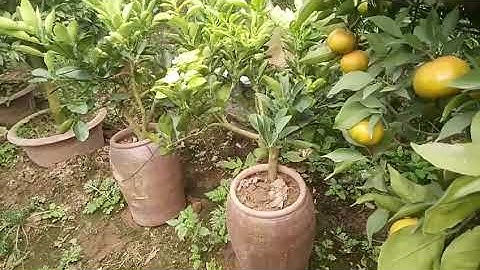 cây cảnh tết 2020 - Bán buôn quất, bưởi, quýt, cam tết 2020