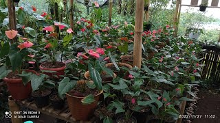 anthurium bunga murah harga mulai 25 rban   , WA saya 088233660820 WA pak suyanto 081325089872