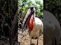 HIDDEN CAM: Giant 4-Foot Bird Makes a Terrifying Machine-Gun Sound!