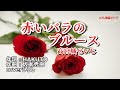 高宮城せいじ「赤いバラのブルース」coverひろし(0) 2023年5月10日発売