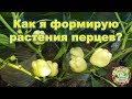 Как я формирую растения перцев?