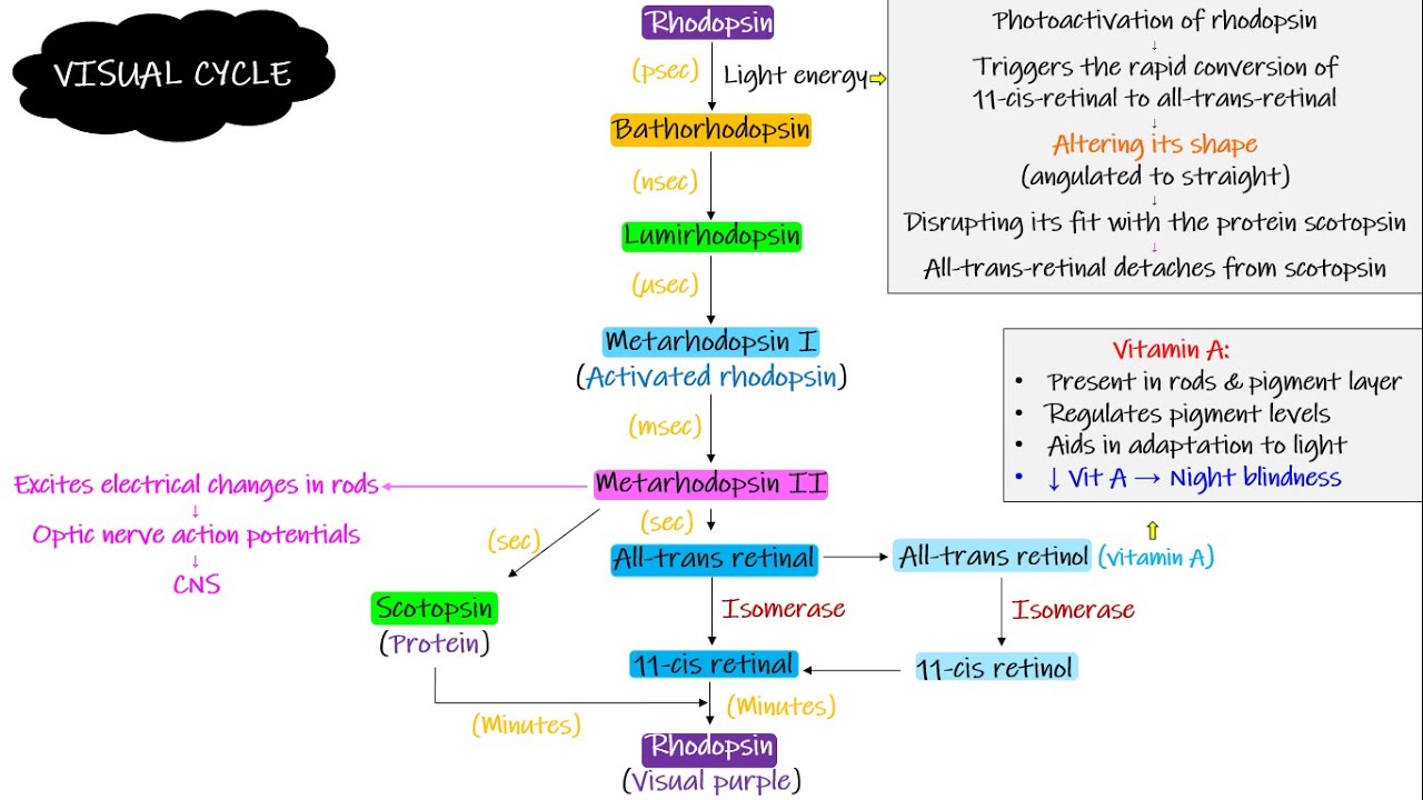 VISUAL CYCLE. Chapter 51 part 4. Guyton and Hall Physiology.