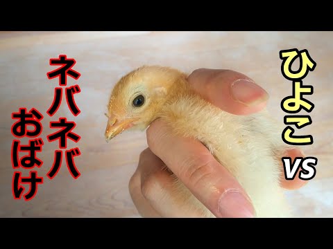 ネバネバおばけとたたかうヒヨコ！勝てるかな？【ニワトリ飼育