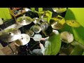 Yamaha EAD10 - Full Devil Jacket (Fastblack) Drum Cover