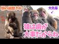 【パンチくん🐵】朝から元気いっぱいなパンチくん、歯磨きもバッチリ。市川市動植物園 のニホンザル「パンチくん」Punch the monkey