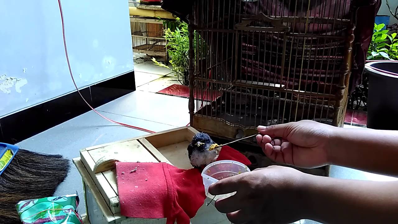 Soaring Kekep Babi Vs Pasific Swallow By Tubith Ani